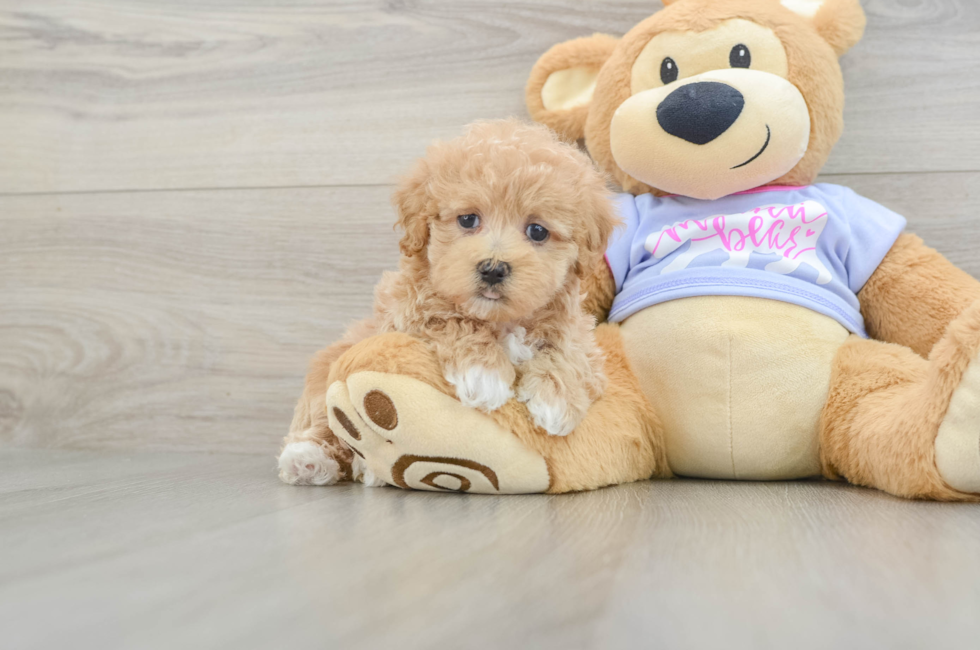 5 week old Maltipoo Puppy For Sale - Seaside Pups