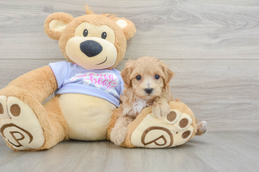 6 week old Maltipoo Puppy For Sale - Seaside Pups