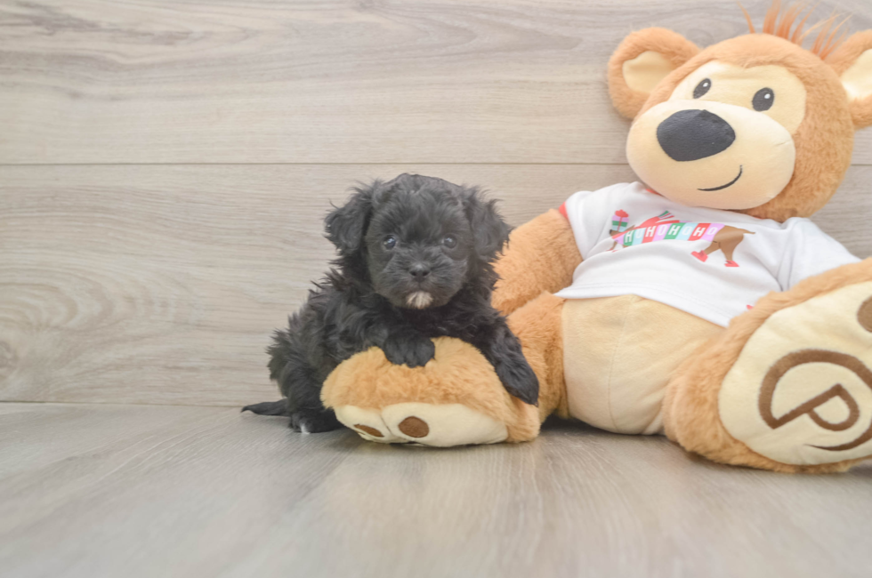 5 week old Maltipoo Puppy For Sale - Seaside Pups