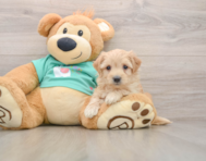 8 week old Maltipoo Puppy For Sale - Seaside Pups