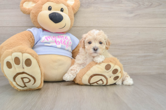 Best Maltipoo Baby