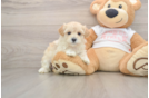 Maltipoo Puppy for Adoption