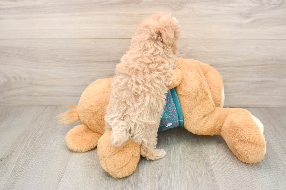 Maltipoo Puppy for Adoption
