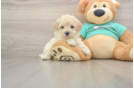 Best Maltipoo Baby