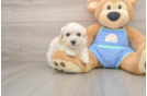 Friendly Maltipoo Baby