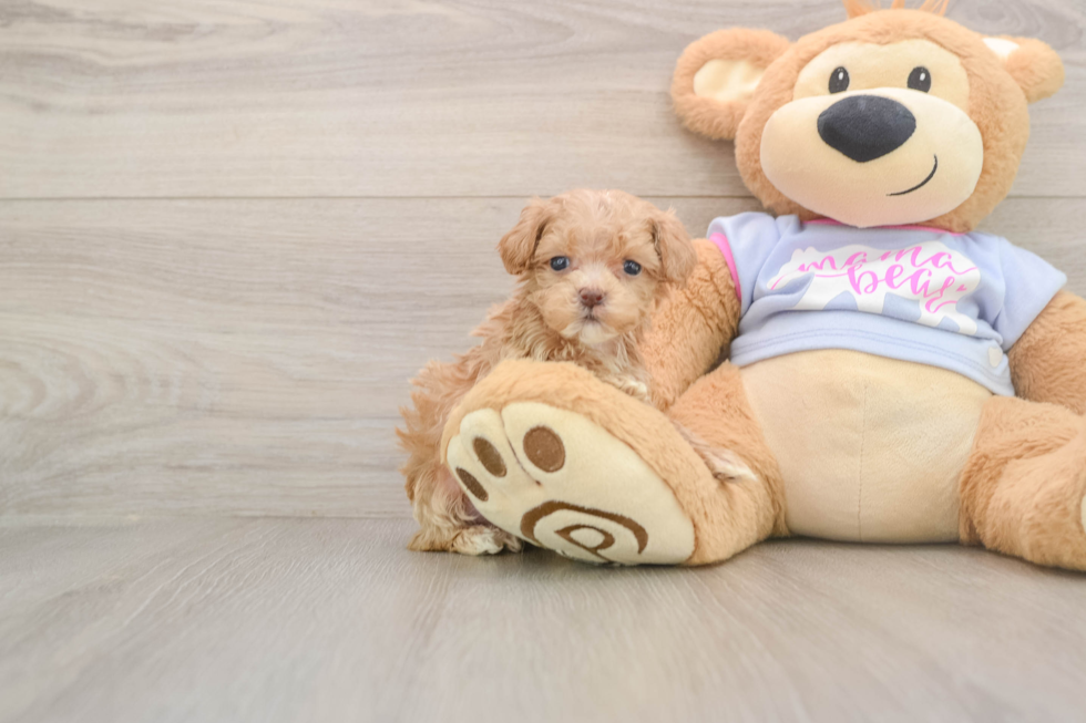 Maltipoo Puppy for Adoption