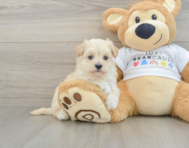 8 week old Maltipoo Puppy For Sale - Seaside Pups