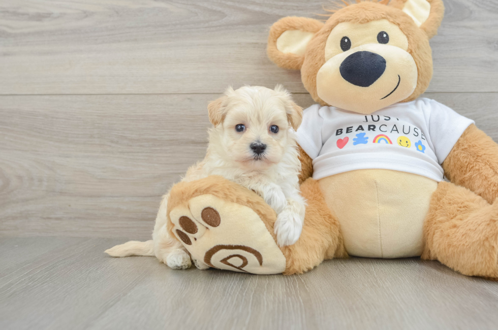 6 week old Maltipoo Puppy For Sale - Seaside Pups