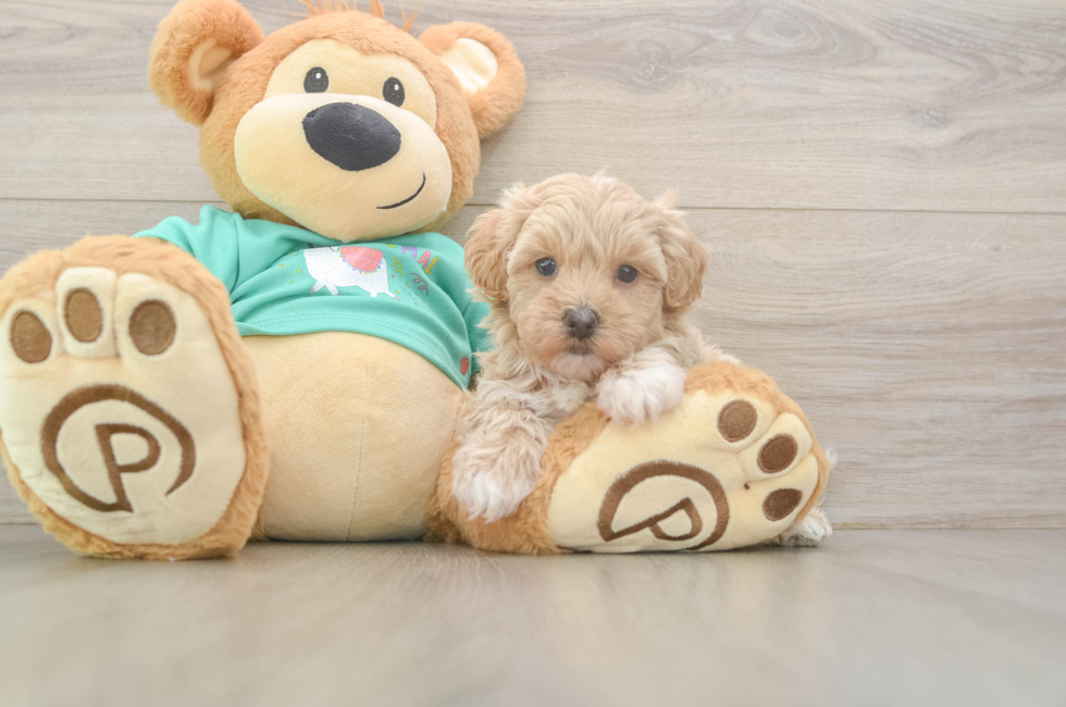 6 week old Maltipoo Puppy For Sale - Seaside Pups