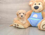 7 week old Maltipoo Puppy For Sale - Seaside Pups