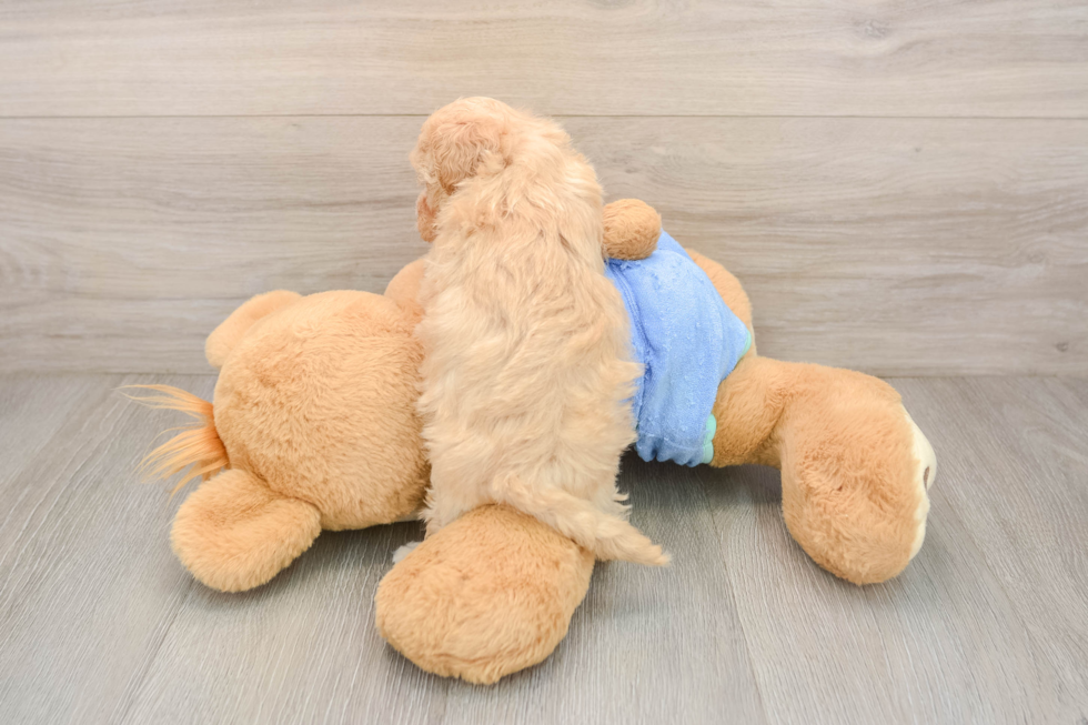 Best Maltipoo Baby