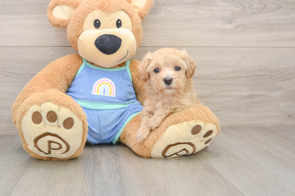 Energetic Maltepoo Poodle Mix Puppy