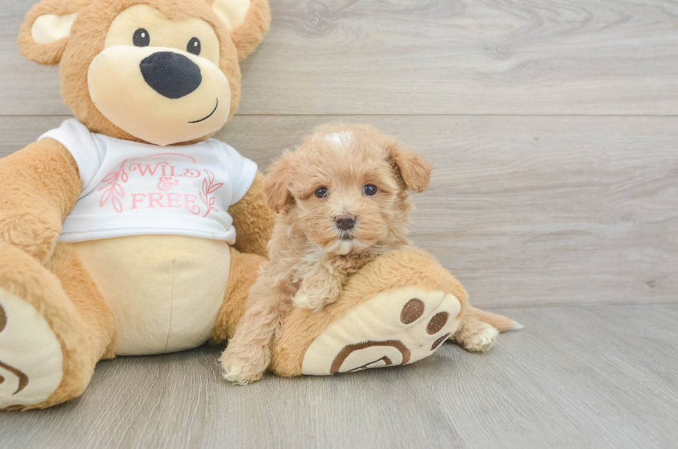 6 week old Maltipoo Puppy For Sale - Seaside Pups
