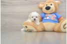 Small Maltipoo Baby