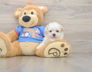 9 week old Maltipoo Puppy For Sale - Seaside Pups