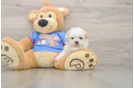 Maltipoo Puppy for Adoption