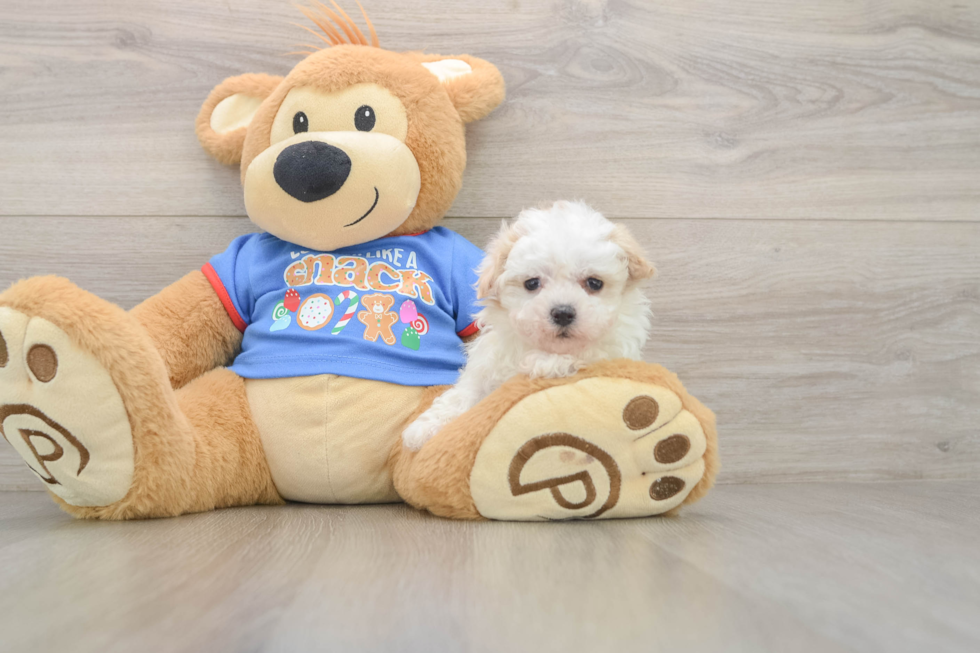 Maltipoo Puppy for Adoption