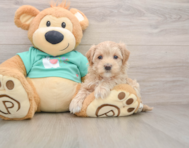 9 week old Maltipoo Puppy For Sale - Seaside Pups