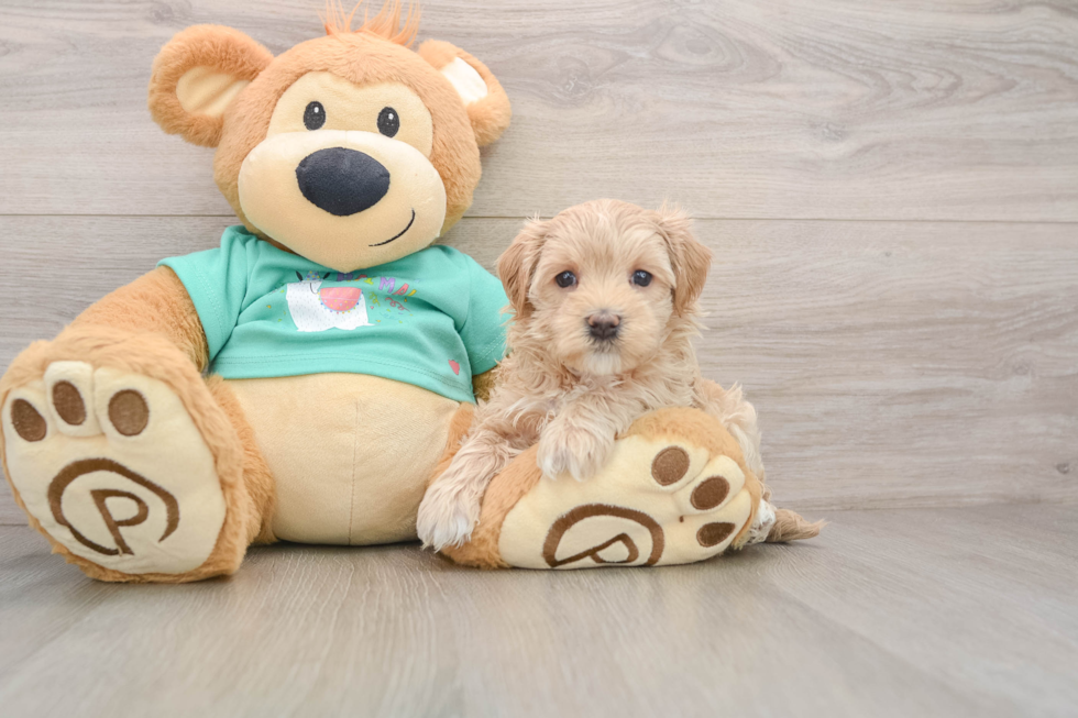 Maltipoo Puppy for Adoption