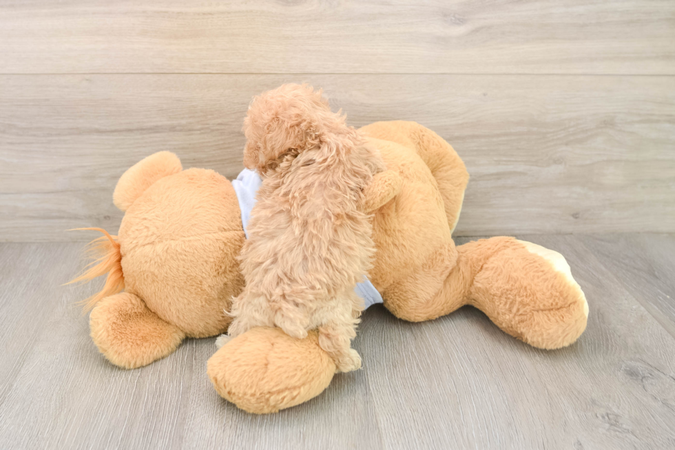 Best Maltipoo Baby