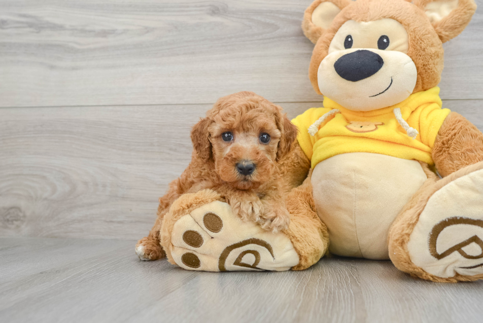 Maltipoo Puppy for Adoption