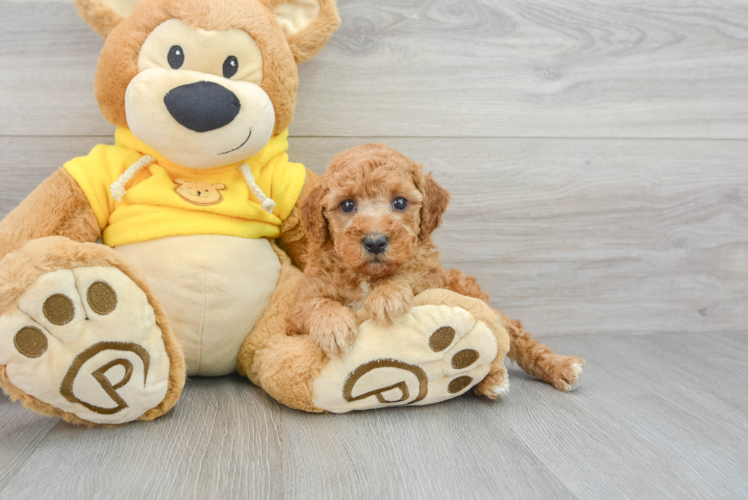 Fluffy Maltipoo Poodle Mix Pup