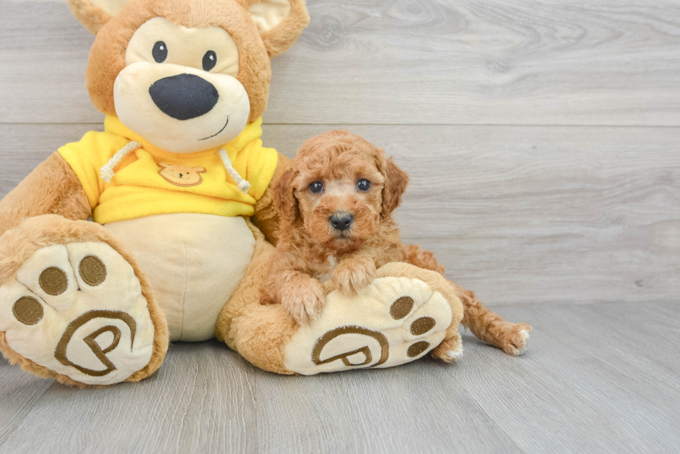 Fluffy Maltipoo Poodle Mix Pup
