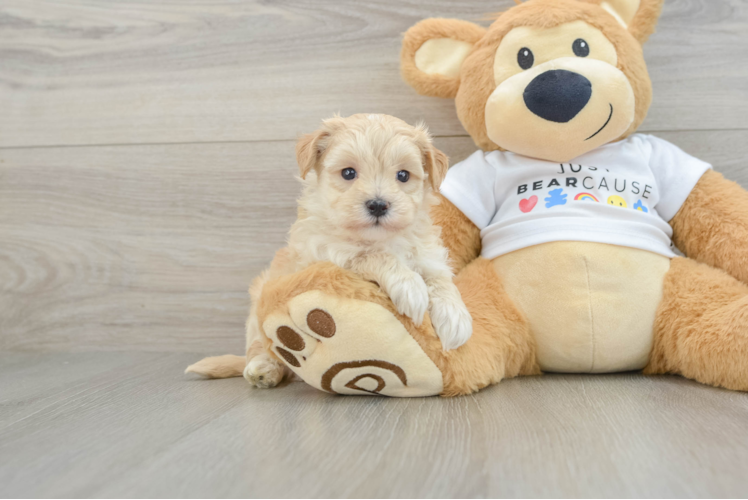 Hypoallergenic Malt Oodle Poodle Mix Puppy
