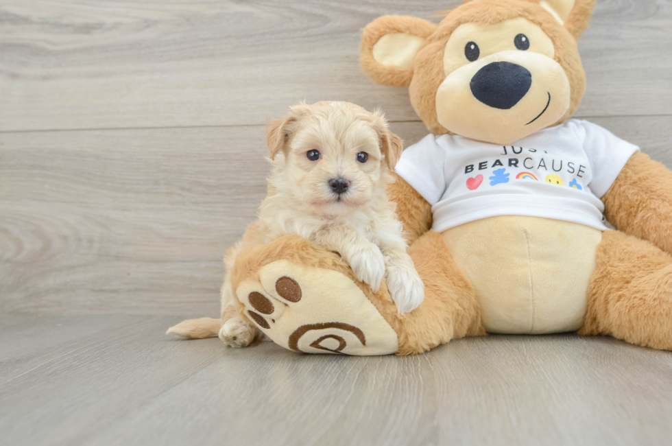 6 week old Maltipoo Puppy For Sale - Seaside Pups