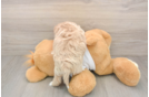 Sweet Maltipoo Baby