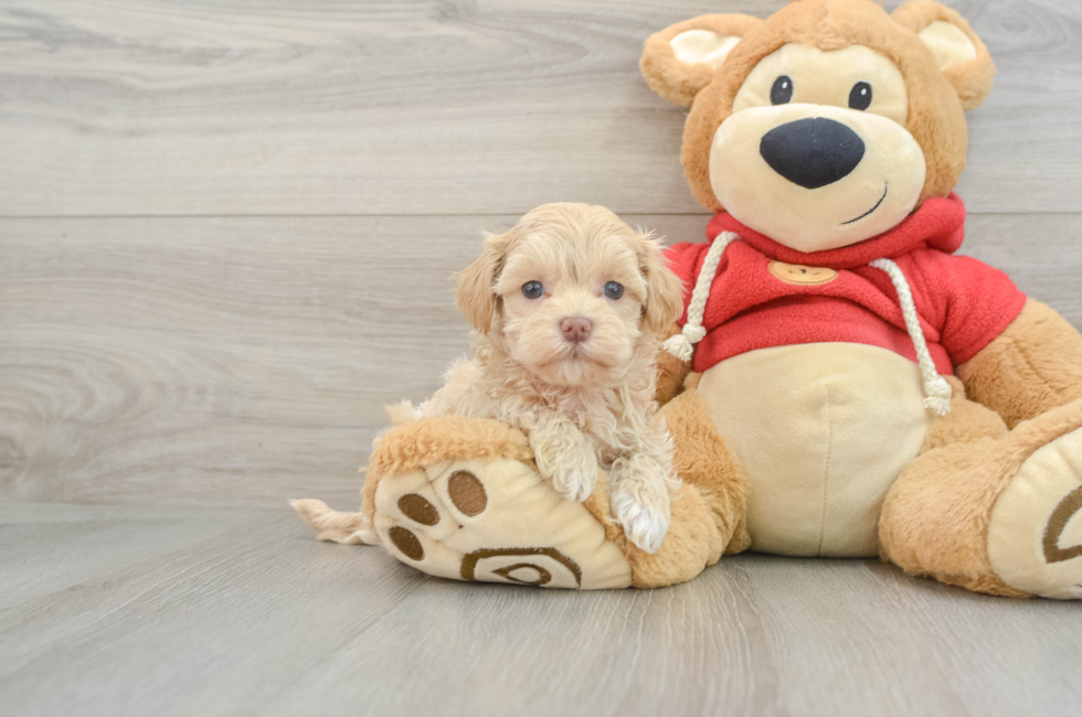 7 week old Maltipoo Puppy For Sale - Seaside Pups