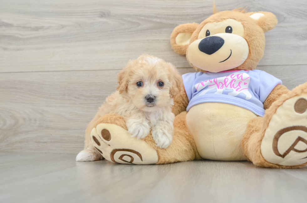 5 week old Maltipoo Puppy For Sale - Seaside Pups
