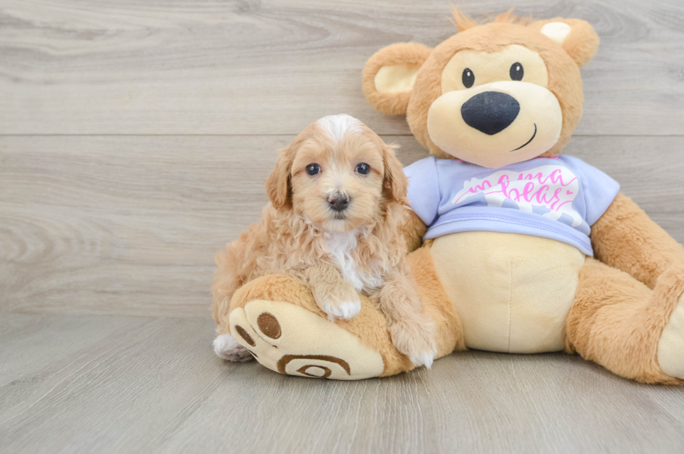6 week old Maltipoo Puppy For Sale - Seaside Pups