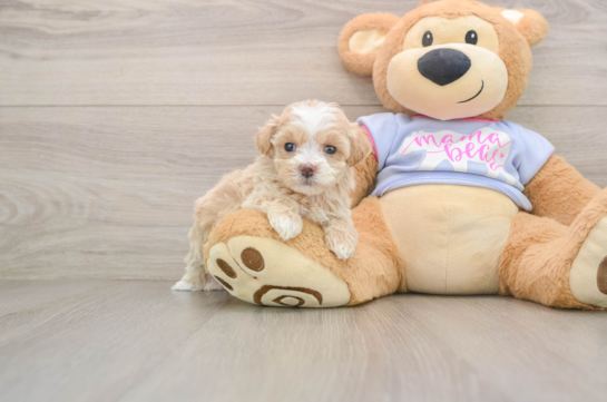 HILLARY, a Maltipoo littermate