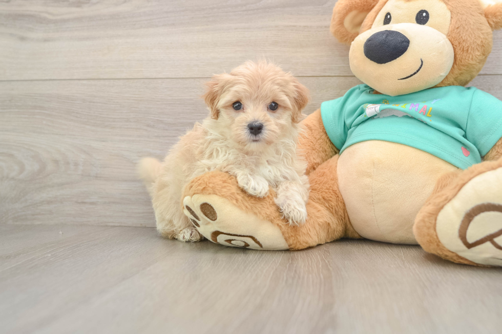Maltipoo Pup Being Cute