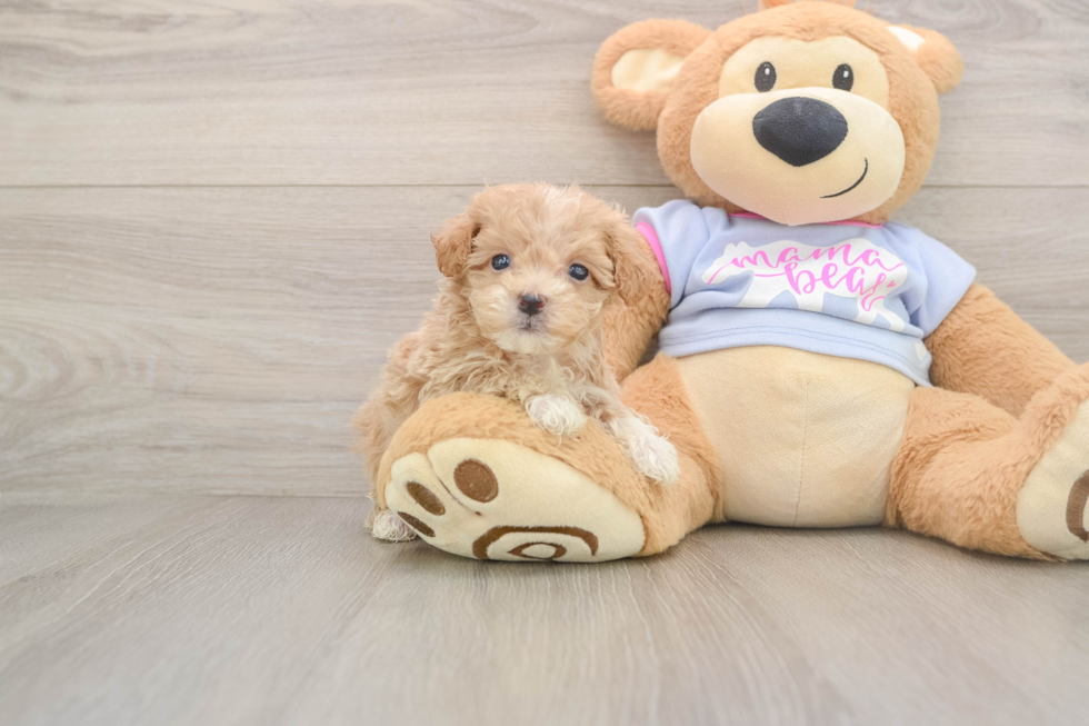 Friendly Maltipoo Baby