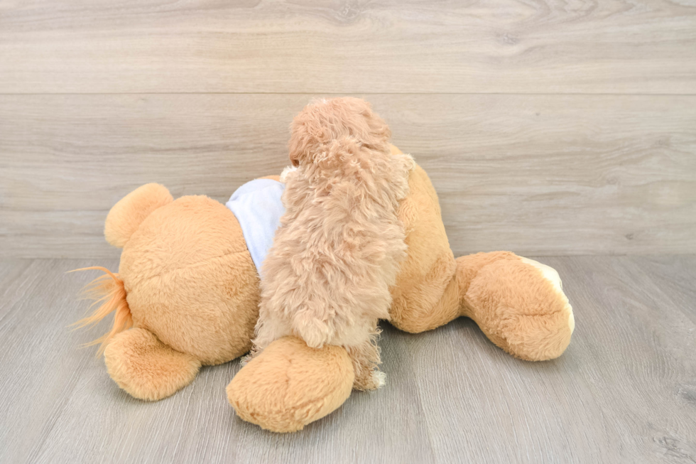 Maltipoo Puppy for Adoption