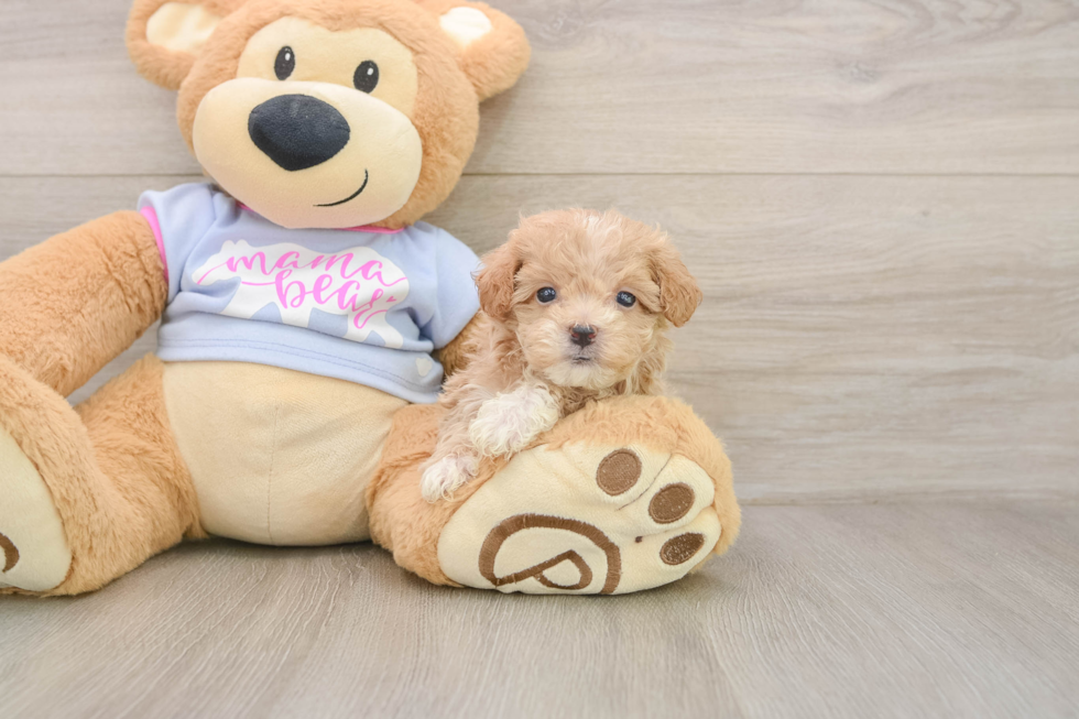Best Maltipoo Baby