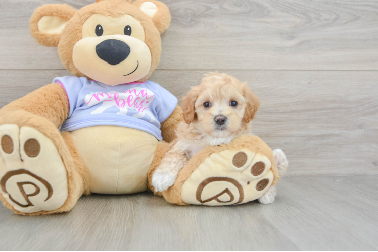 Smart Maltipoo Poodle Mix Pup