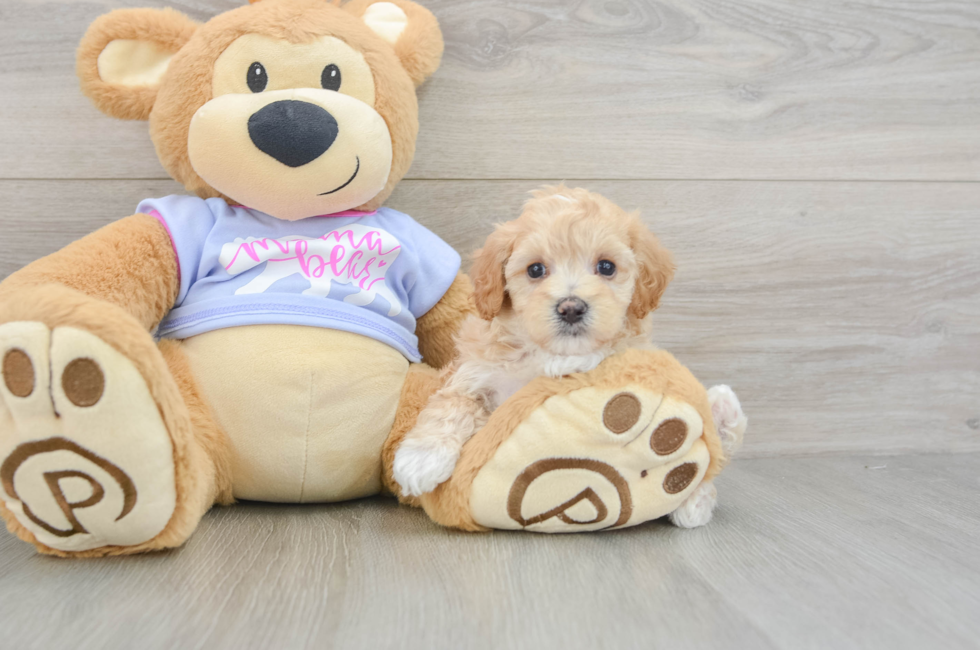 5 week old Maltipoo Puppy For Sale - Seaside Pups