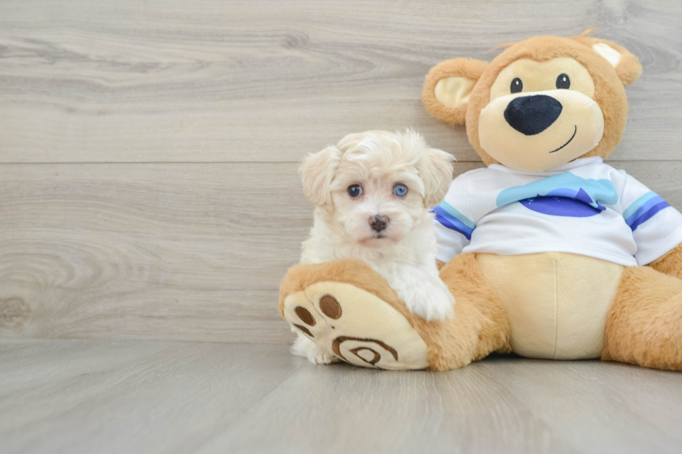 Happy Maltipoo Baby