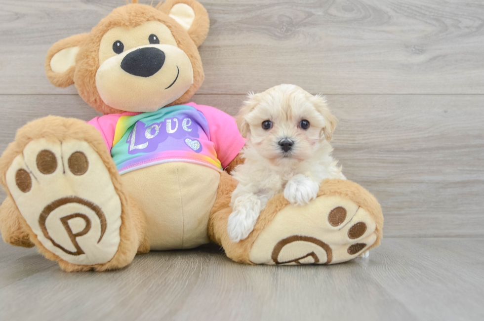 7 week old Maltipoo Puppy For Sale - Seaside Pups