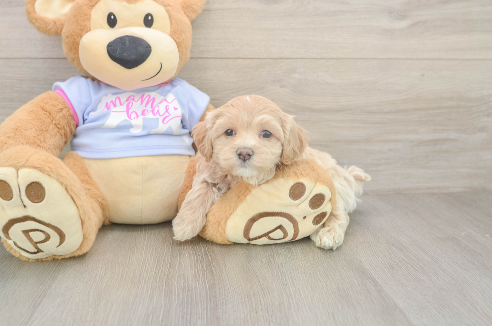 5 week old Maltipoo Puppy For Sale - Seaside Pups