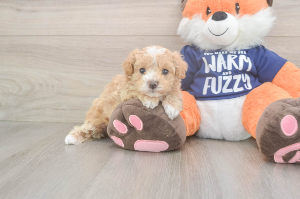 5 week old Maltipoo Puppy For Sale - Seaside Pups