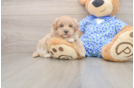 Hypoallergenic Multipoo Poodle Mix Puppy