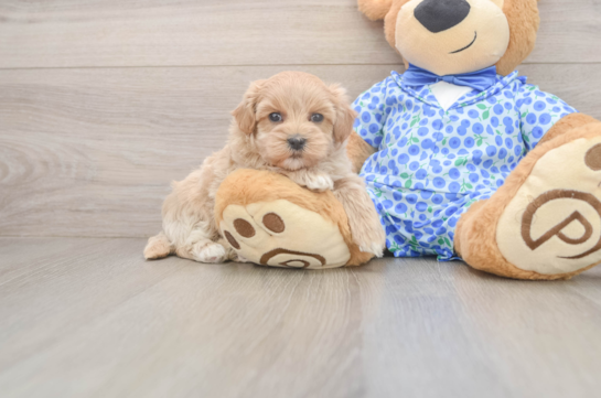 Hypoallergenic Multipoo Poodle Mix Puppy
