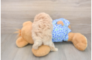 Best Maltipoo Baby