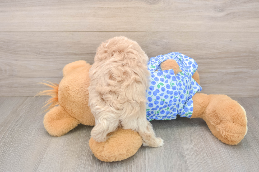 Best Maltipoo Baby