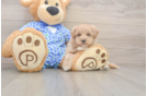Funny Maltipoo Poodle Mix Pup