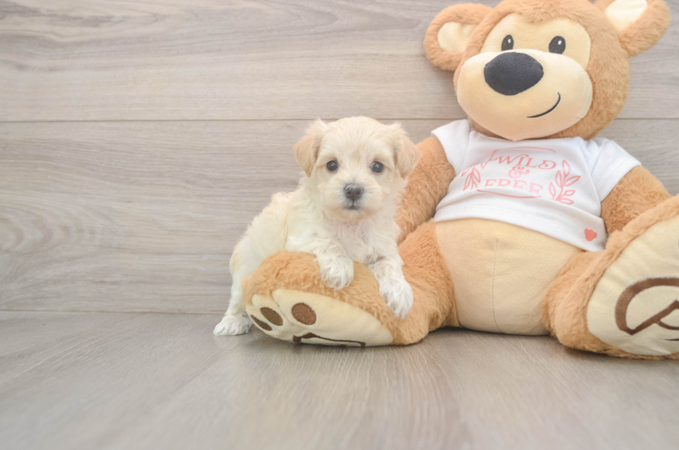 5 week old Maltipoo Puppy For Sale - Seaside Pups